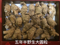 五年半野生大圆粒（23-26粒/半磅/盒）